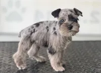 schnauzer 7, a female Miniature Schnauzer for sale in Brookville, IN – 2 of 3