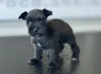 schnauzer 1, a male Miniature Schnauzer for sale in Brookville, IN – 3 of 3