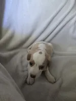 Beagle girl, a female Beagle for sale in Brookville, IN – 2 of 5