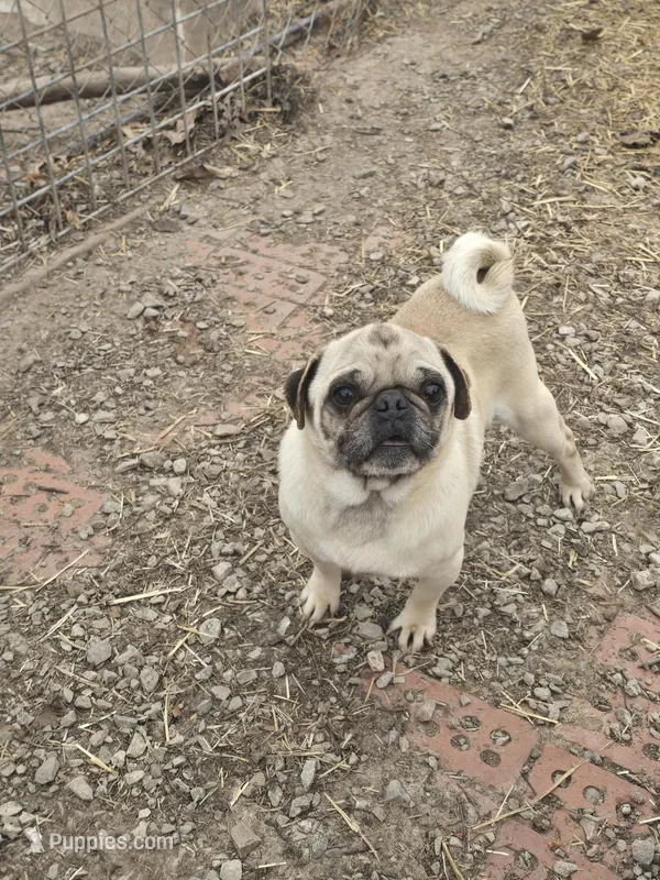 Ozzy – Pug puppy for sale in Brookville, IN