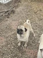 Ozzy, a male Pug for sale in Brookville, IN – Photo 3 of 5