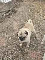 Ozzy, a male Pug for sale in Brookville, IN – Photo 5 of 5