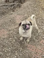 Ozzy, a male Pug for sale in Brookville, IN – Photo 4 of 5