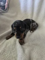 Doxie 3, a male Miniature Dachshund for sale in Brookville, IN – 5 of 6
