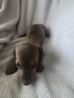 dachshund 3, a female Miniature Dachshund for sale in Brookville, IN – 3 of 5