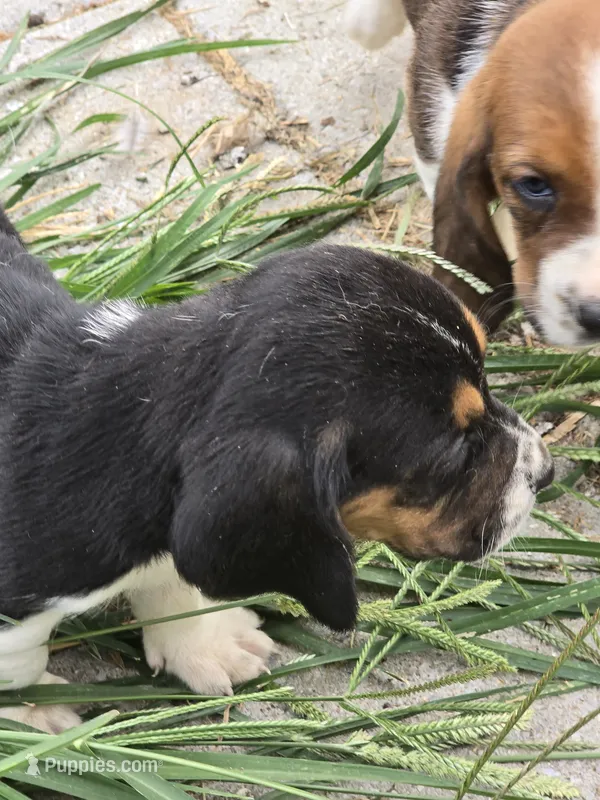 basset 3 – Basset Hound puppy for sale in Brookville, IN