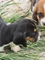 basset 3, a male Basset Hound for sale in Brookville, IN – 1 of 5