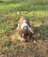 Beagle boy, a male Beagle for sale in Brookville, IN – 4 of 9