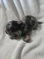 dachshund female , a female Miniature Dachshund for sale in Brookville, IN – 2 of 7