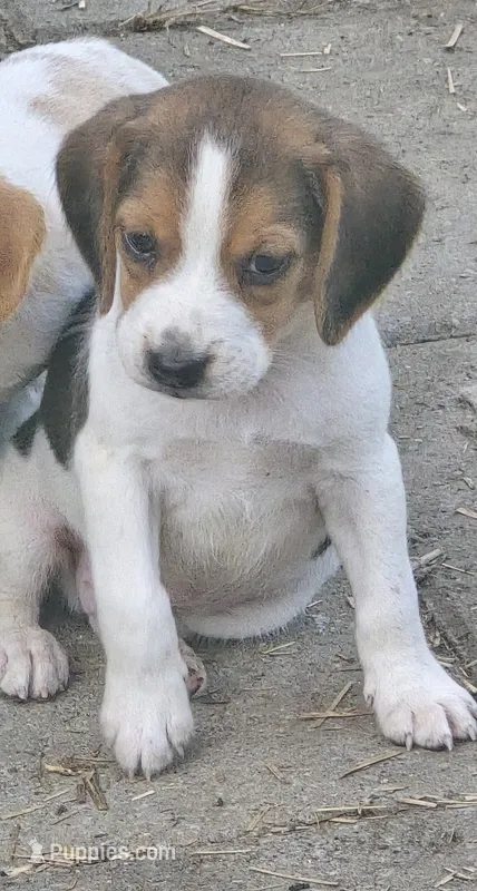 Beagle male 2 – Beagle puppy for sale in Brookville, IN