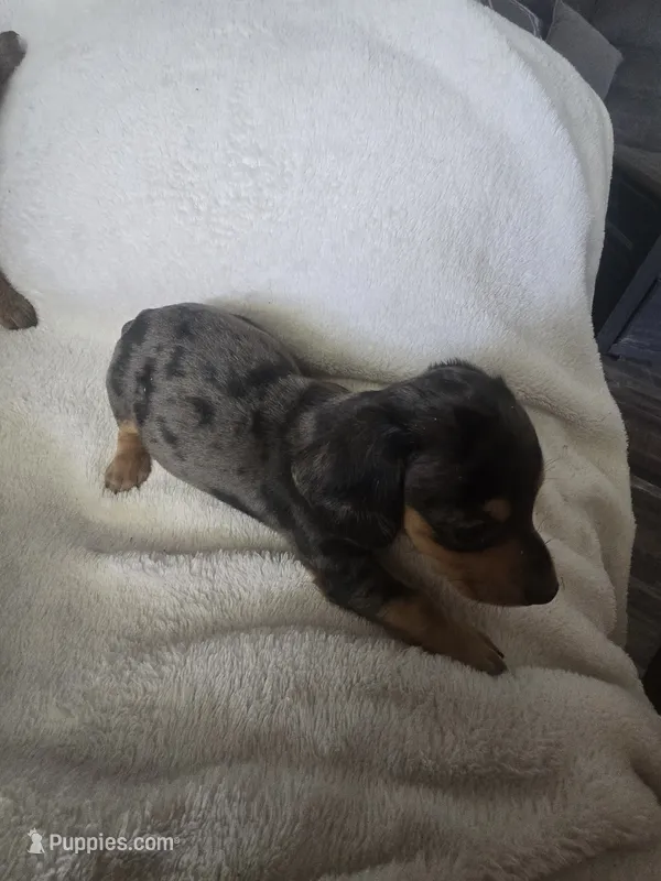 Dachshund male 2 – Miniature Dachshund puppy for sale in Brookville, IN