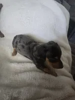 Dachshund male 2, a male Miniature Dachshund for sale in Brookville, IN – 1 of 4