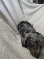 dachshund female , a female Miniature Dachshund for sale in Brookville, IN – 7 of 7