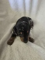 Doxie 3, a male Miniature Dachshund for sale in Brookville, IN – 2 of 6