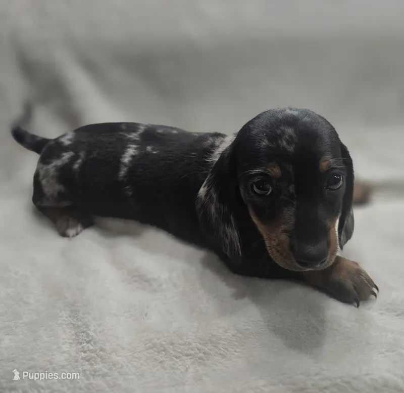Doxie 3 – Miniature Dachshund puppy for sale in Brookville, IN