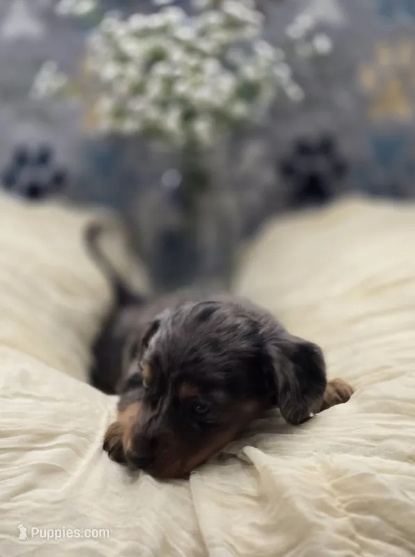 dachshund 1 – Miniature Dachshund puppy for sale in Brookville, IN
