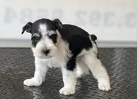Puppy 9, a male Miniature Schnauzer for sale in Brookville, IN – 3 of 3