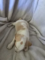 Beagle girl, a female Beagle for sale in Brookville, IN – 3 of 5