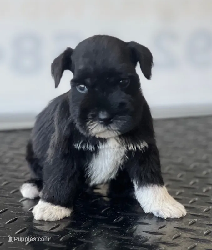 schnauzer 4 – Miniature Schnauzer puppy for sale in Brookville, IN