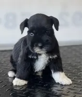 schnauzer 4, a female Miniature Schnauzer for sale in Brookville, IN – 1 of 2