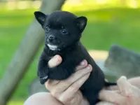 Chi female, a female Chihuahua for sale in Brookville, IN – 2 of 3