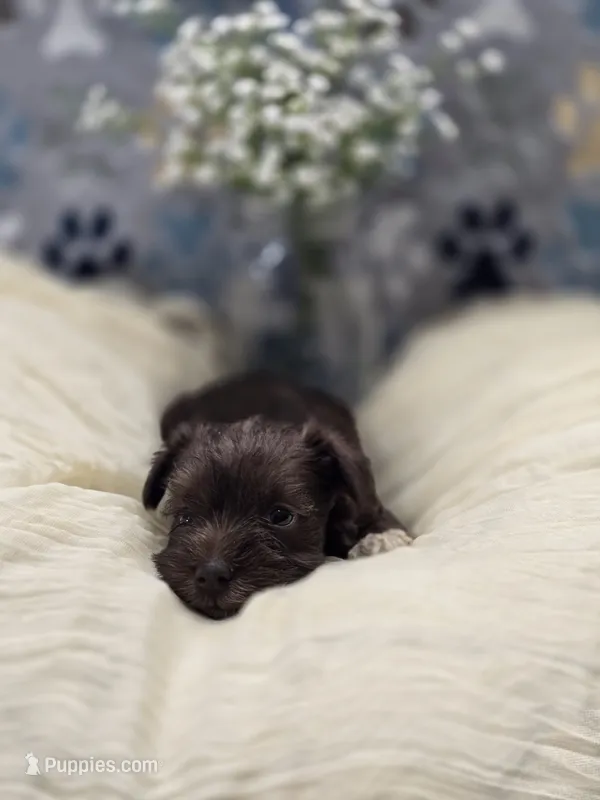 schnauzer 1 – Miniature Schnauzer puppy for sale in Brookville, IN