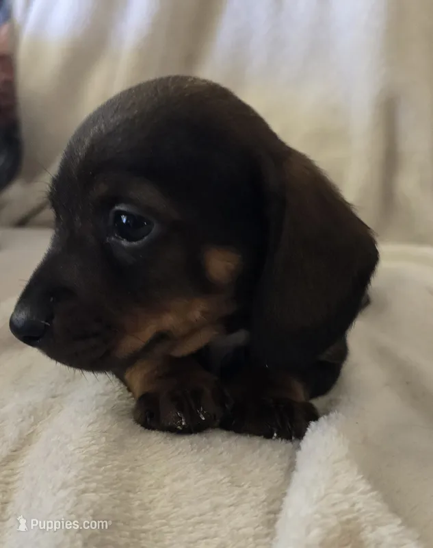 Doxie 2 – Miniature Dachshund puppy for sale in Brookville, IN