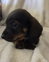 Doxie 2, a male Miniature Dachshund for sale in Brookville, IN – 1 of 5