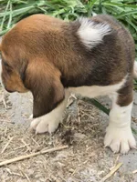 Basset 2, a male Basset Hound for sale in Brookville, IN – 5 of 7