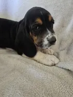 Basset 6, a female Basset Hound for sale in Brookville, IN – 2 of 5