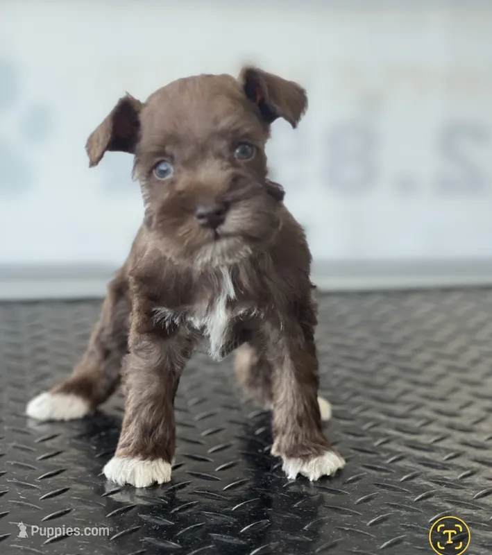 schnauzer 4 – Miniature Schnauzer puppy for sale in Brookville, IN