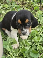Basset 1, a male Basset Hound for sale in Brookville, IN – 2 of 6