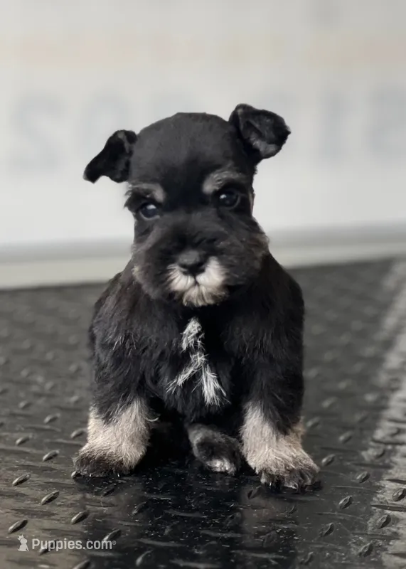 schnauzer 2 – Miniature Schnauzer puppy for sale in Brookville, IN