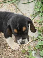 basset 3, a male Basset Hound for sale in Brookville, IN – 2 of 5