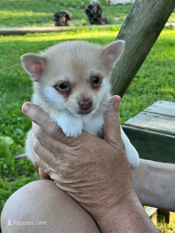 Chi male – Chihuahua puppy for sale in Brookville, IN