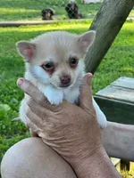 Chi male, a male Chihuahua for sale in Brookville, IN – 1 of 4