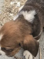 Basset 2, a male Basset Hound for sale in Brookville, IN – 1 of 7
