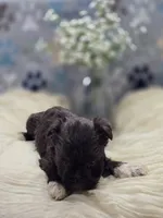 schnauzer 4, a male Miniature Schnauzer for sale in Brookville, IN – 3 of 3