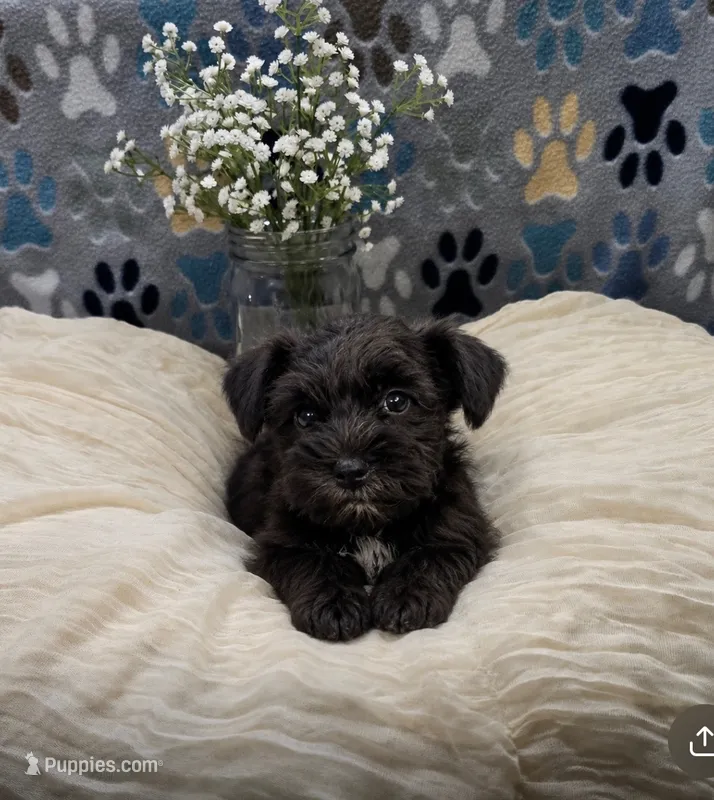 schnauzer 1 – Miniature Schnauzer puppy for sale in Brookville, IN
