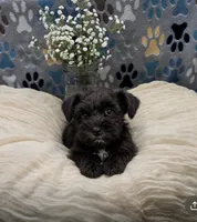 schnauzer 5, a female Miniature Schnauzer for sale in Brookville, IN – 1 of 4