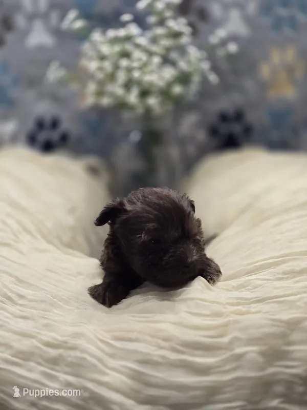 schnauzer 2 – Miniature Schnauzer puppy for sale in Brookville, IN