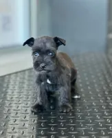schnauzer 5, a female Miniature Schnauzer for sale in Brookville, IN – 3 of 4