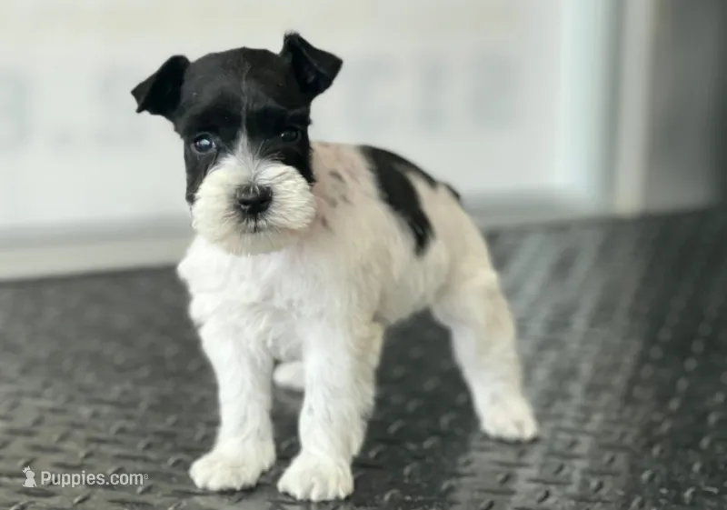 schnauzer 4 – Miniature Schnauzer puppy for sale in Brookville, IN