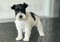 schnauzer 4, a female Miniature Schnauzer for sale in Brookville, IN – 1 of 3