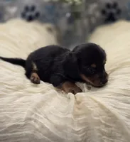 dachshund 2, a male Miniature Dachshund for sale in Brookville, IN – 3 of 3