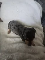 Dachshund male 2, a male Miniature Dachshund for sale in Brookville, IN – 3 of 4