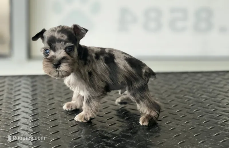 schnauzer 6 – Miniature Schnauzer puppy for sale in Brookville, IN