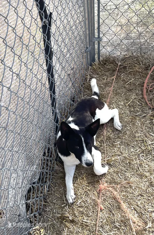 African Boy 2 – Basenji puppy for sale in Parma, ID