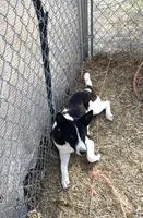 African Boy 2, a male Basenji for sale in Parma, ID – 1 of 1