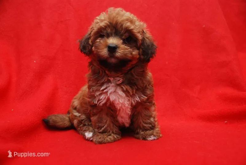 SCARLET – Havanese puppy for sale in Gastonia, NC